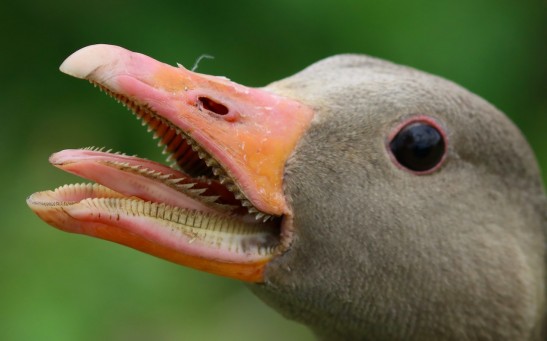 goose mouth