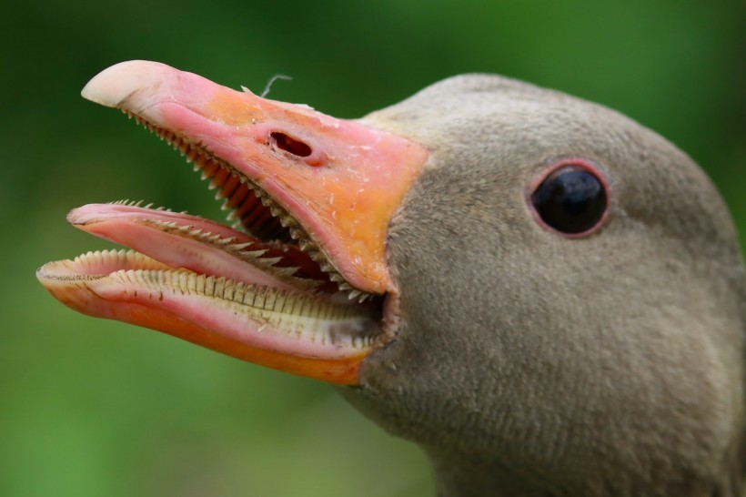 goose mouth