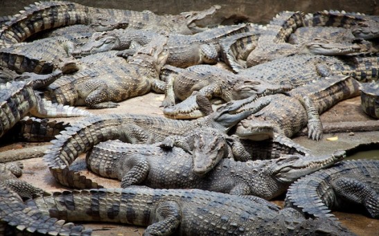 75 Crocodiles Escape From Breeding Farm in China Amid Flooding Due to Typhoon Haikui