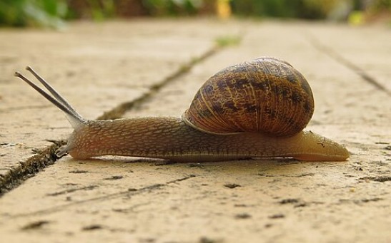 Secrets of Snail Mucus Revealed: Scientists Investigate  Composition of This Slimy Secretion
