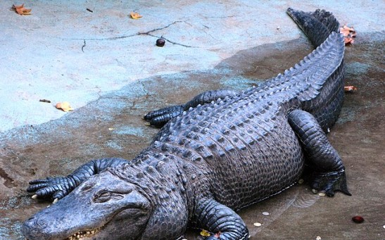 12-Foot Alligator Terrifies Swimming Children in Texas' Raven Lake; How Often Does Gator Attack Happen?