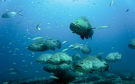  Atlantic Goliath Grouper Faces Risks of Population Decline Due to Overfishing 
