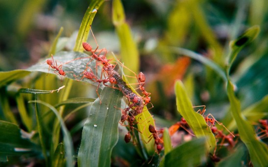 Lancet Liver Fluke Turns Ants Into Death-Seeking Zombies; How Do These Brain-Altering Parasites Control Insect Behavior?