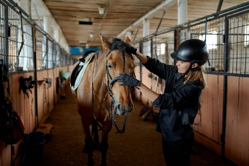 Female rider caressing horse in stable