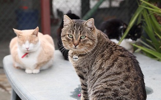 Cats in Cyprus Receive COVID-19 Drugs After Feline Coronavirus Outbreak Leaves Thousands Dead