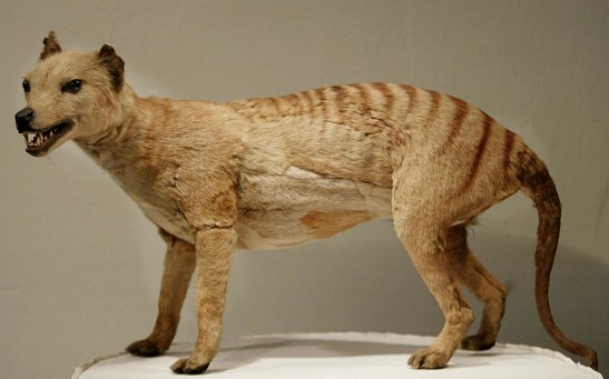 A Tasmanian tiger (Thylacine), which was declared