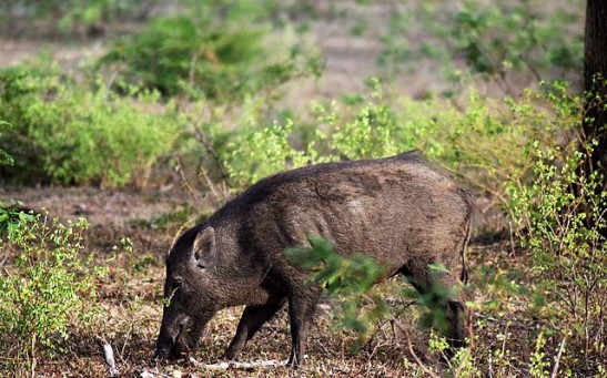 Wild and Feral Pigs Ravage Protected Natural Areas Across South America, Threaten Biodiversity Hotspots in the Region