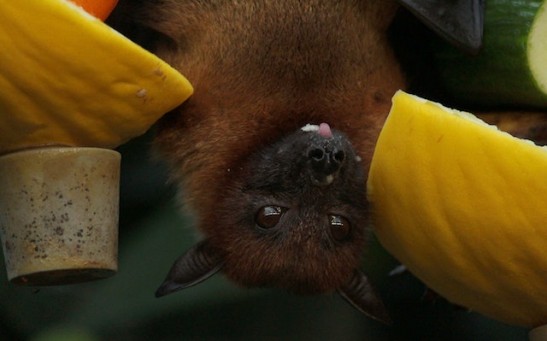 Bats Could Be Key To Curing Cancer; Mammal Has Anticancer Genes, Proteins Link to DNA Repair