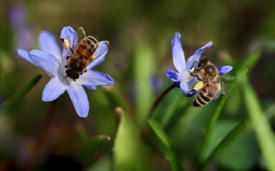 Innovative Tech Firm Aims to Revolutionize Crop Pollination, Reducing Reliance on Bees