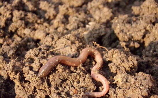Earthworms Deemed Unsung Heroes of Global Food Production, Responsible for 140 Million Metric Tons Annually