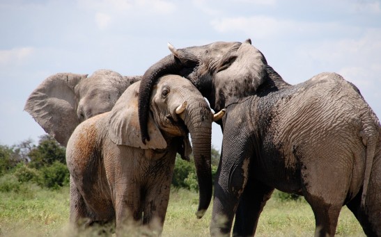 Wild Elephants Unlock Food Storage Puzzles, Showing Their Problem-Solving Ability