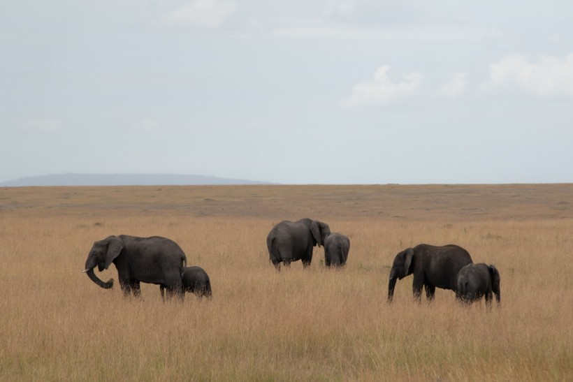 Group of elephants on brown grass field