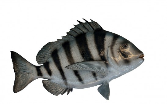 sheepshead fish 