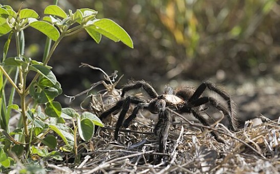 Tarantulas in Colorado Travel on a Deadly Quest for Love; Local Festival Celebrates the Arachnid’s Mating Season