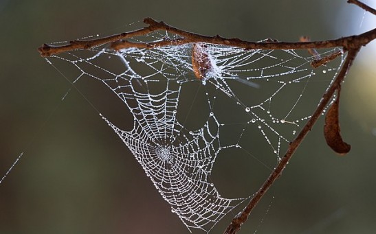 Spiders are 'falling out of the sky' in California - BBC Newsround