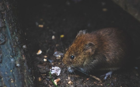 Rat Taking a Shower: Watch Rodent Scrub Itself in the Sink; Experts Explain Bizarre Sighting