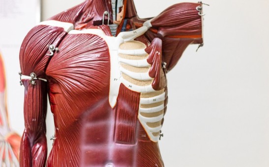 Largest Muscle in the Human Body: What Is It and How Is It Measured?