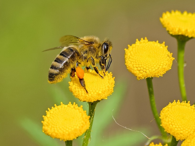 pollination 