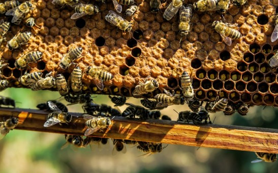 Honey Bees Show Altruism and Genetic Influence in Worker Behavior, Study Reveals