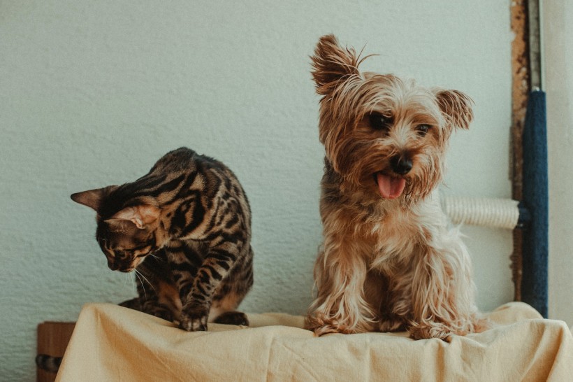 pet cat and dog 