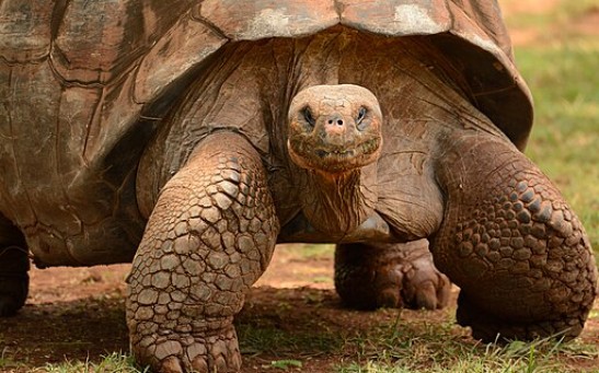 Giant Tortoises Are Back to the Galápagos Islands, Prove Their Worth in Reshaping an Entire Ecosystem