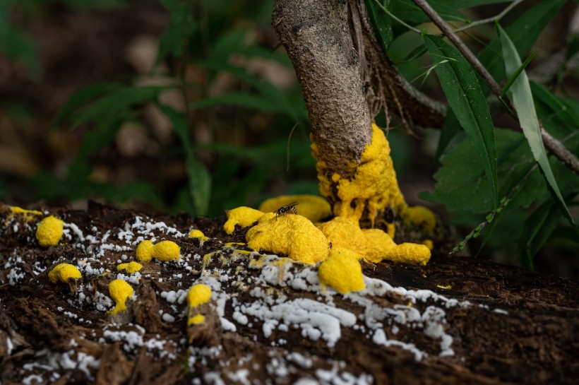 slime mold 