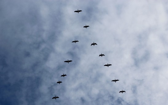 Why Do Birds Fly in V Formation: The Fascinating Science Behind Aerial Teamwork