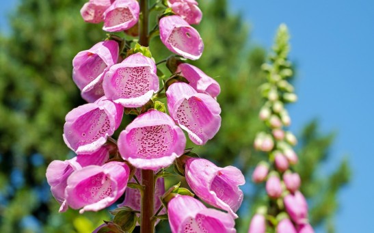 Are Foxgloves Truly Deadly or Just a Myth? Unveiling the Enigmatic Wildflower with Medicinal and Poisonous Secrets