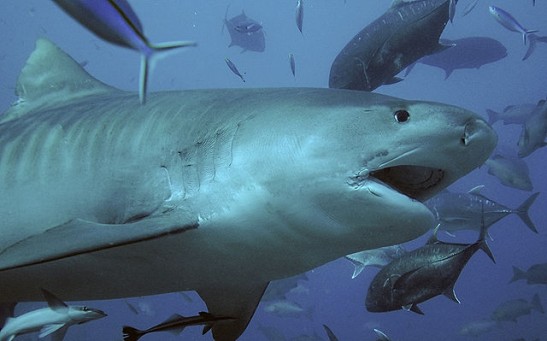 Bringing a Shark to a Knife Fight: 7,000-year-old Shark-tooth Knives  Discovered in Indonesia