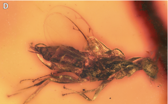 130-Million-Year-Old Jewel Wasps Discovered in Cretaceous Amber Reveal Early Evolution of Parasitoid Insects