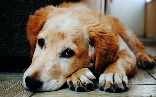 Do Dogs Get Dementia? What Are the Signs?