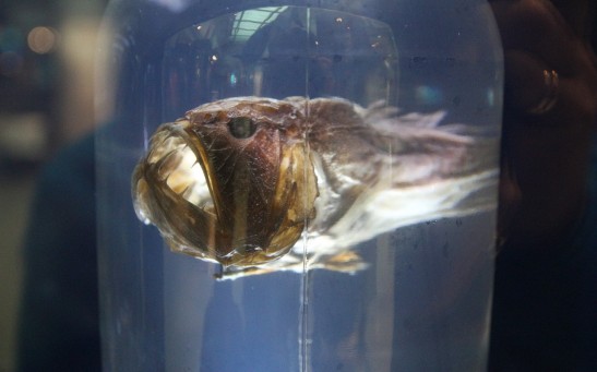 anglerfish 