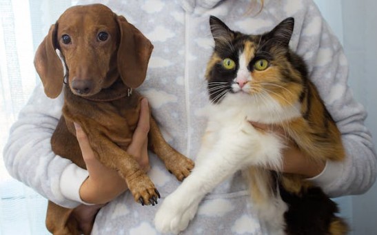 Dog Nurses, Cuddles  Abandoned Kittens; Expert Explains Cross-Species Adoption in Surprising Canine-Feline Relationship