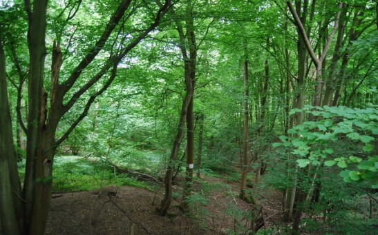 UK Forests Bound for Catastrophic Ecosystem Collapse in 50 Years; Experts Identify Issues With the Greatest Impact on Woodlands