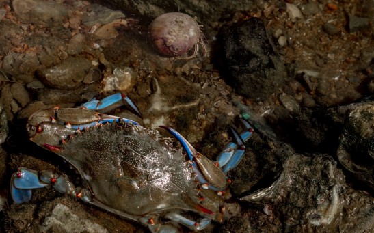 blue crabs 