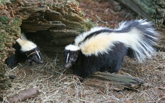 Skunks Evolved To Have Different Fur Patterns; Warning Stripes Less Prominent With Low Threat From Predation 