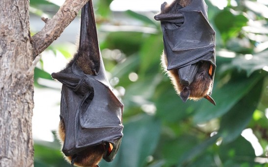 bats 