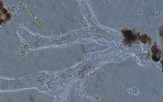 Rare Marine Amoeba Rediscovered From Coastal Seawater in Japan, Prompts Scientists To Propose New Taxonomic Classification