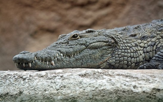 What Are Crocodile Tears? Fluid From Reptiles' Eyes Has Similar Chemical Makeup With Humans