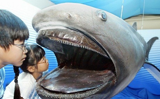 Children peer into a stuffed specimen of megamouth shark 