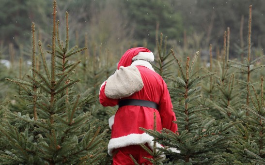 Berlin Citizens Shop For Christmas Trees