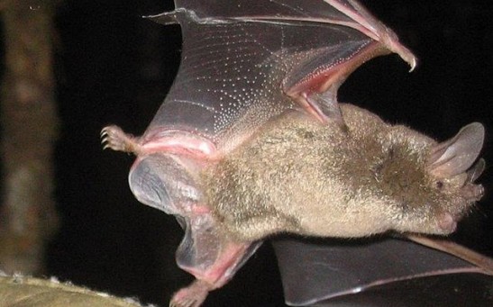 2 New Coronavirus Lineages Discovered in Bats in New Zealand With 60% Infection Rate [Study]