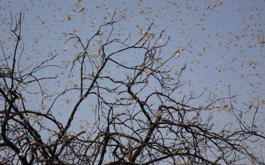 locust swarms 