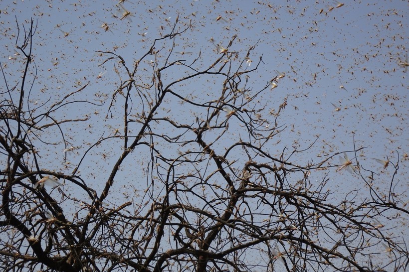 locust swarms 