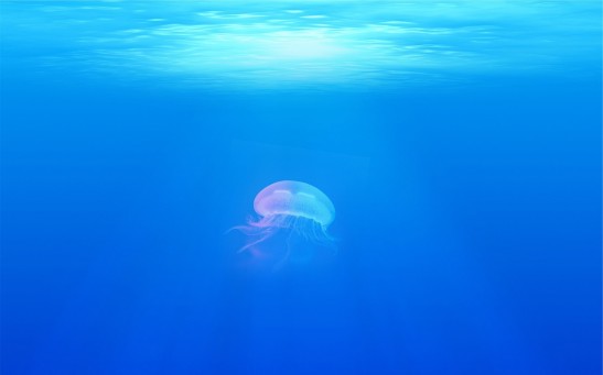 jellyfish 