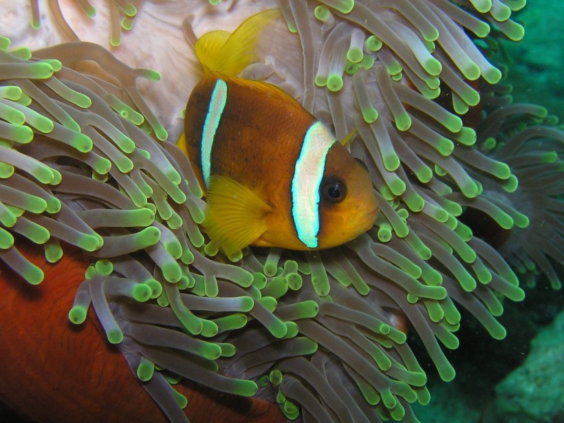 clownfish anemone 
