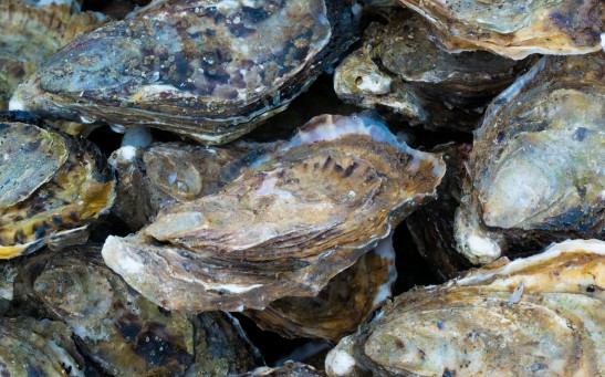 oysters