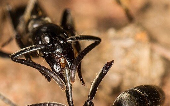 Matabele Ants Give Life-Saving Treatment to Injured Companions, Treat Infected Wounds With Self-Produced Antibiotics