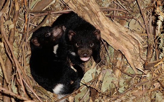 Taronga Zoo Hold Baby Tasmanian Devil Paternity Test