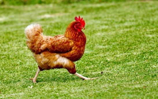 Headless Chicken Mike: How Did a Rooster Survive 18 Months After Getting Beheaded?